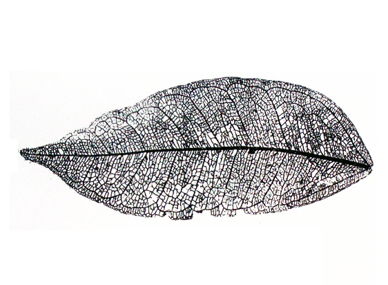 Leaf cycle of anthropomorphic botanics